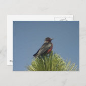 Briefkaart Lewis Woodpecker (Voorkant / Achterkant)