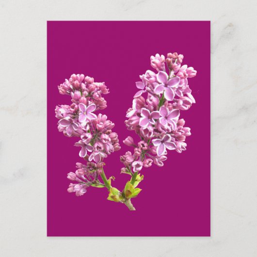 Briefkaart - Lila bloesems (Voorkant)