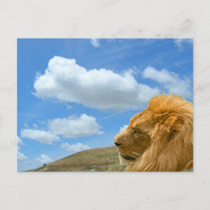 Briefkaart - Lion Portrait