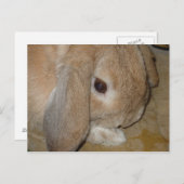 Briefkaart - Lop Eared Dwarf Rabbit (Voorkant / Achterkant)