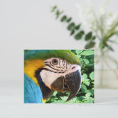 Briefkaart Macaw Parrot 2 (Staand voorkant)