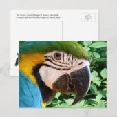 Briefkaart Macaw Parrot 2 (Voorkant / Achterkant)