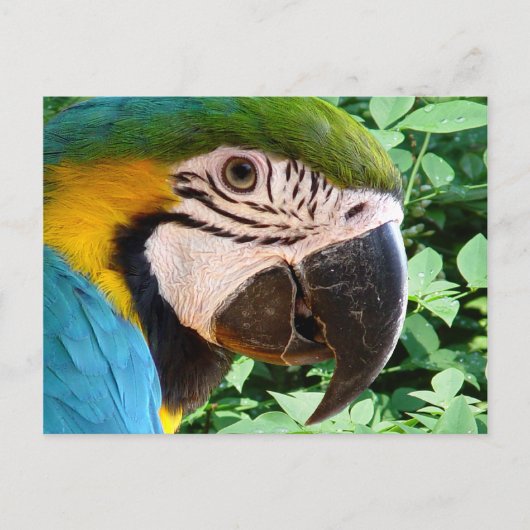 Briefkaart Macaw Parrot 2 (Voorkant)