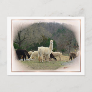 Briefkaart Madame Pompadour