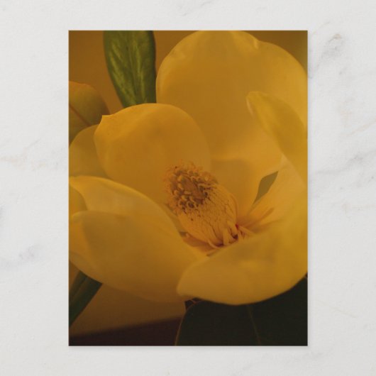 briefkaart "Magnolia Sateen" (Voorkant)