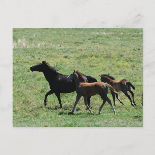 Briefkaart - Mare & Foals actief (Voorkant)