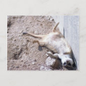 Briefkaart Meerkat (004) (Voorkant)