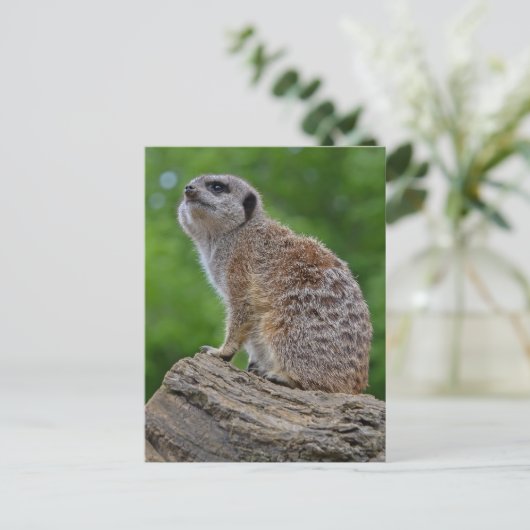 Briefkaart Meerkat Bokeh (Staand voorkant)