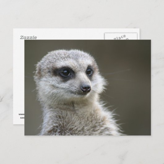 Briefkaart: Meerkat Briefkaart (Voorkant / Achterkant)
