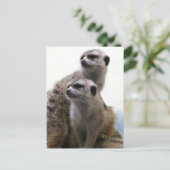 Briefkaart Meerkat Pair (Staand voorkant)