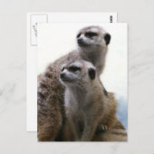 Briefkaart Meerkat Pair (Voorkant / Achterkant)