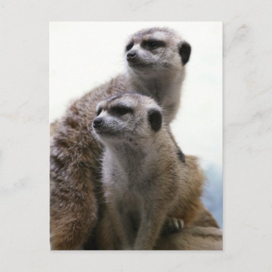 Briefkaart Meerkat Pair (Voorkant)
