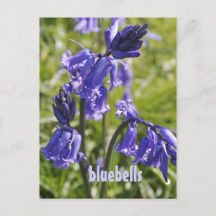 Briefkaart met blauwe klokbloemen