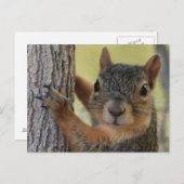 Briefkaart met boomeekhoorn (Voorkant / Achterkant)