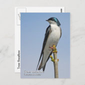 Briefkaart met boomschotel (Voorkant / Achterkant)