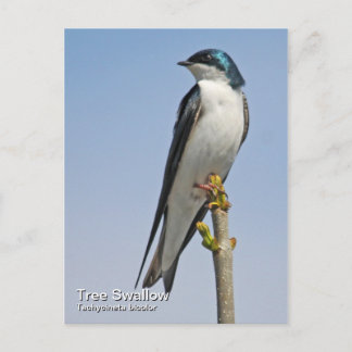 Briefkaart met boomschotel