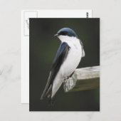 Briefkaart met boomschotel (Voorkant / Achterkant)