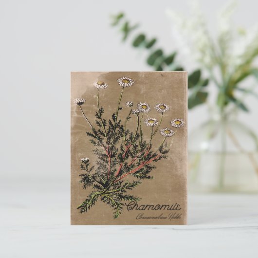  Briefkaart met chamomile-ventilator (Staand voorkant)