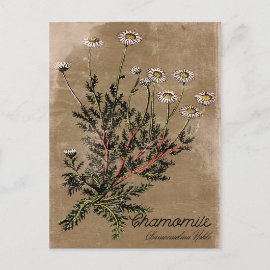 Briefkaart met chamomile-ventilator (Voorkant)