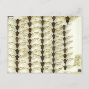 Briefkaart met Cicadas