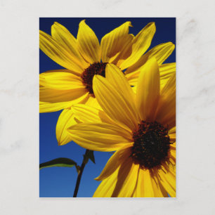 Briefkaart met dubbele zonnebloem