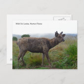  Briefkaart met een Sambar Deer (Voorkant / Achterkant)