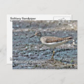 Briefkaart met één Sandpiper (Voorkant / Achterkant)