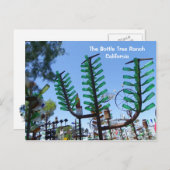 Briefkaart met flesboomgaard. (Voorkant / Achterkant)