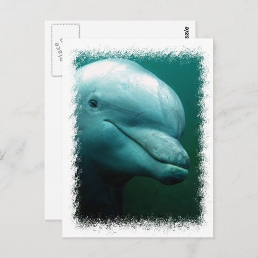 Briefkaart met flessendolfijn (Voorkant / Achterkant)