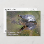 Briefkaart met gebotteld schildpad (Voorkant / Achterkant)