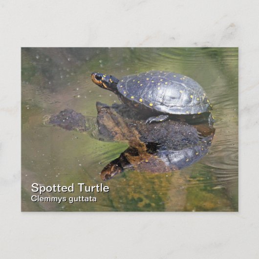Briefkaart met gebotteld schildpad (Voorkant)