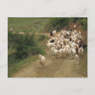 Briefkaart met geiten