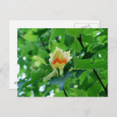 Briefkaart met gele populip (Voorkant / Achterkant)