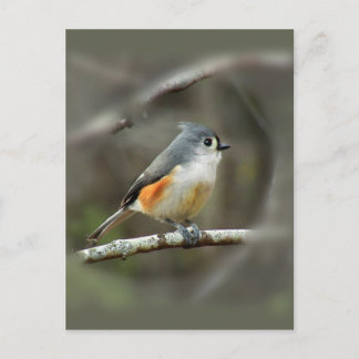 Briefkaart met getufte Titmouse