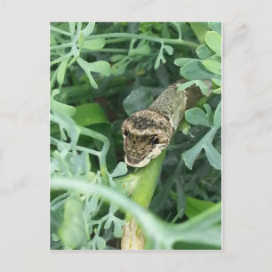 Briefkaart met gigantische slipstaart