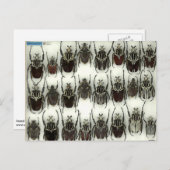 Briefkaart met Goliath-kevers (Voorkant / Achterkant)