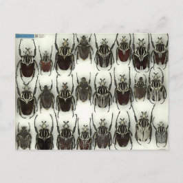 Briefkaart met Goliath-kevers