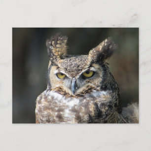 Briefkaart met Great Horned Owl