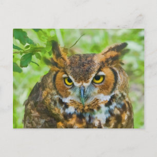 Briefkaart met Great Horned Owl