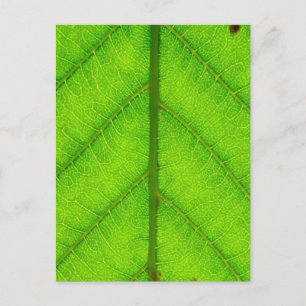 Briefkaart met groen leder