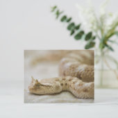 Briefkaart met hoornvliezen (Staand voorkant)