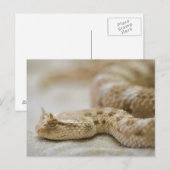 Briefkaart met hoornvliezen (Voorkant / Achterkant)