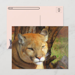 Briefkaart met identiteitskaartcode oversteken bij