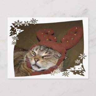 Briefkaart met kerst met bruine kat
