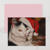 Briefkaart met kerstkatten (Voorkant / Achterkant)