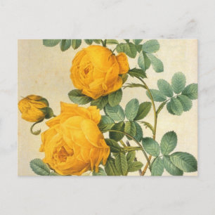 Briefkaart met kunstgele rozengeel