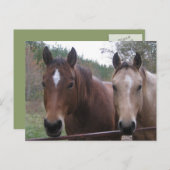 Briefkaart met kwartpaarden (Voorkant / Achterkant)
