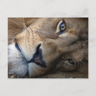 Briefkaart met leeuw