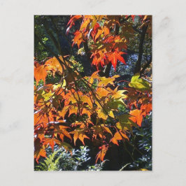 Briefkaart met mapelbladeren