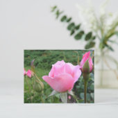 Briefkaart met mooie roze rozen (Staand voorkant)
